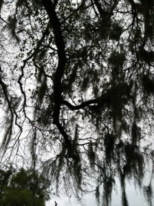 Look up for dead limbs